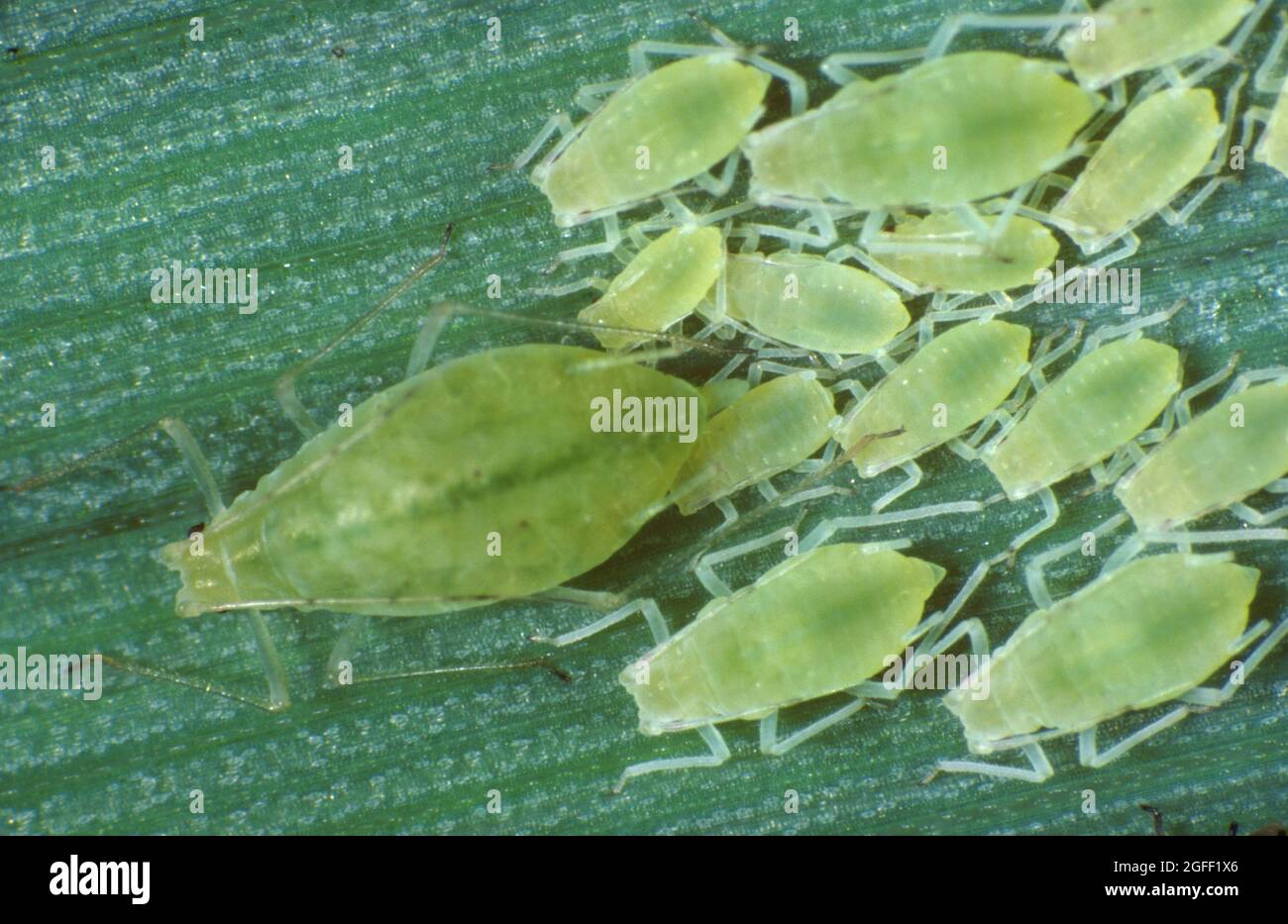 Rose grain aphid (Metopolophium dirhodum) wingless female and various sized offspring on a cereal leaf Stock Photo