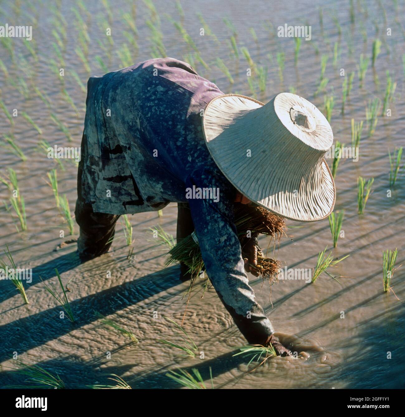 Girl transplanting rice seedlings from seedling beds into rows in paddy rice water in evening light, Northern Thailand Stock Photo