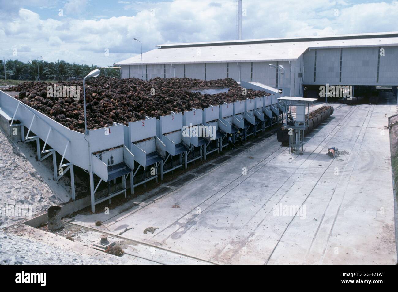 Hoppers of cut harvested fruit in oil palm (Elaeis guineensis) processing plant for oil production in southern Thailand, Stock Photo
