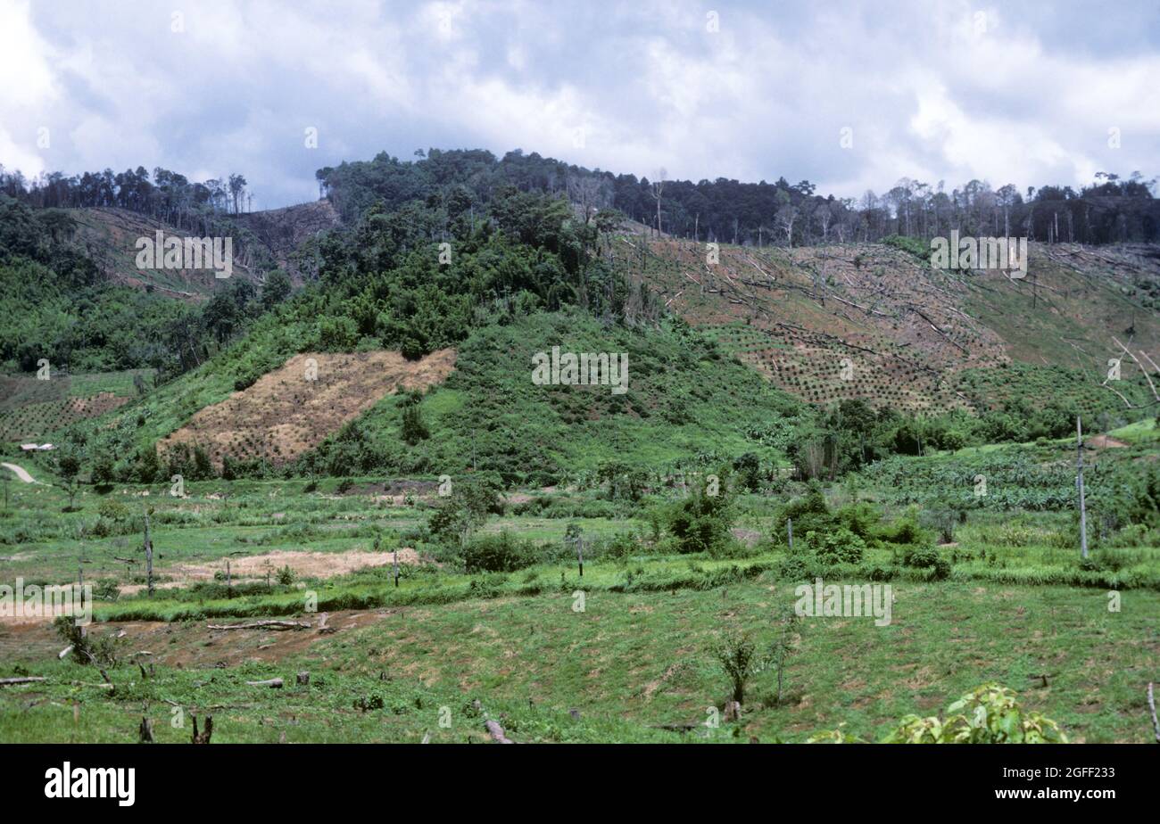 Deforestation, tree felling and burning to clear more land for agriculture in an already decimated area, Thailand Stock Photo