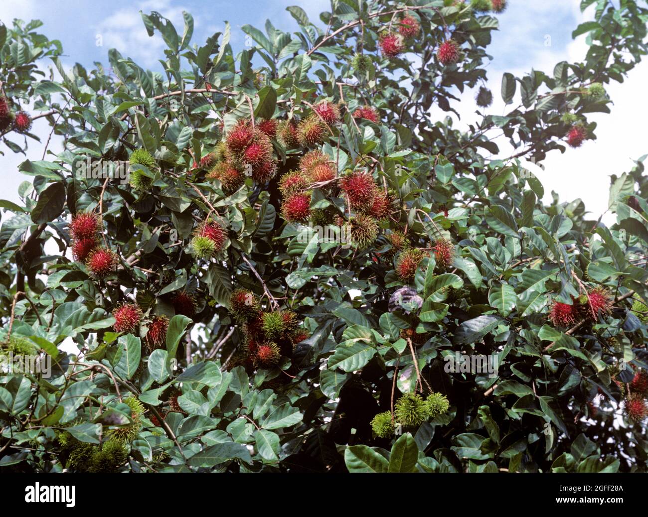 Ripe red edible rambutan fruit on the tree, Thailand Stock Photo