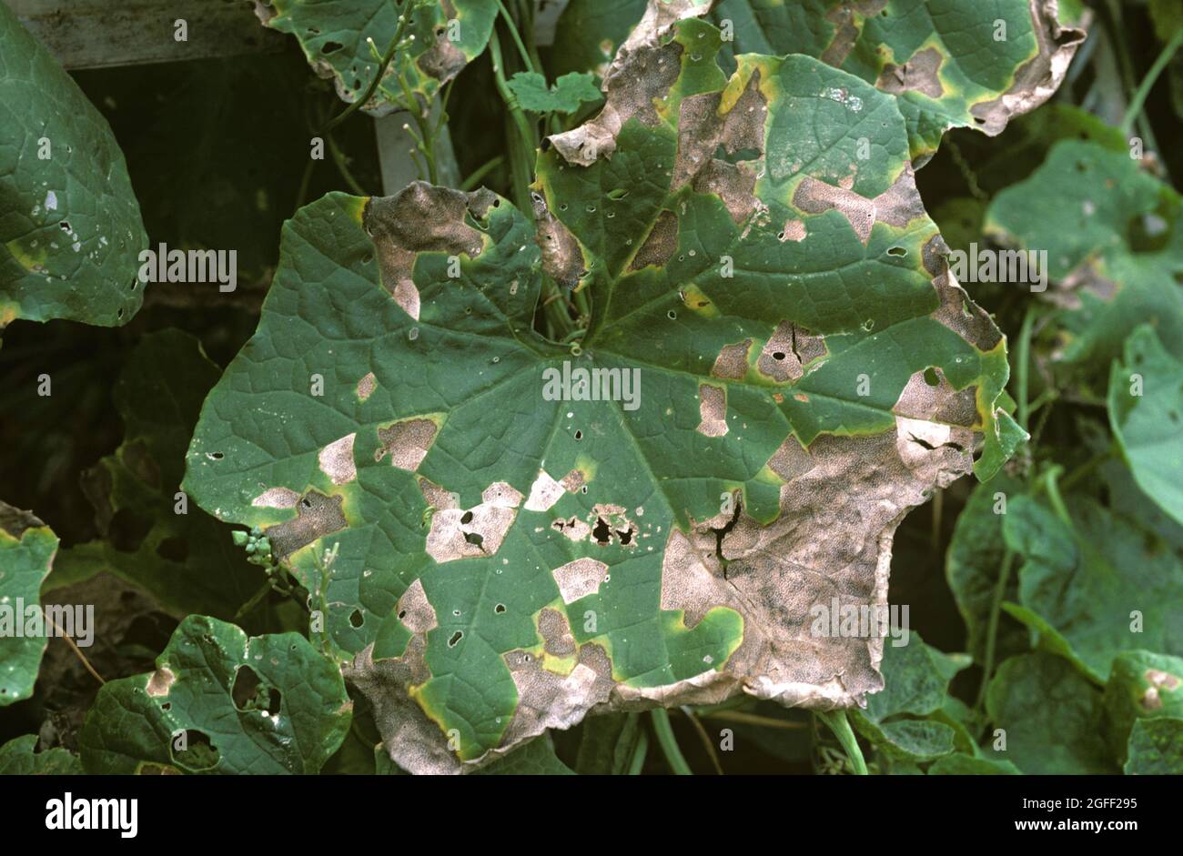 Cucurbit angular leaf spot (Pseudomonas syringae pv lachrymans) lesions of a bacterial disease of squash, Thailand Stock Photo