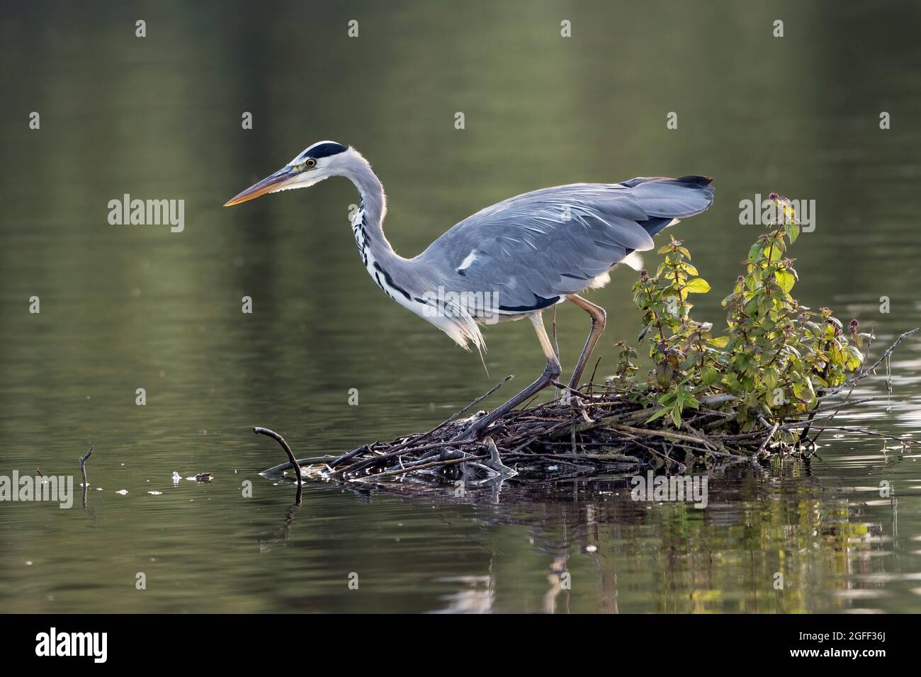 Grey heron looking intensely at a possible fish to eat Stock Photo