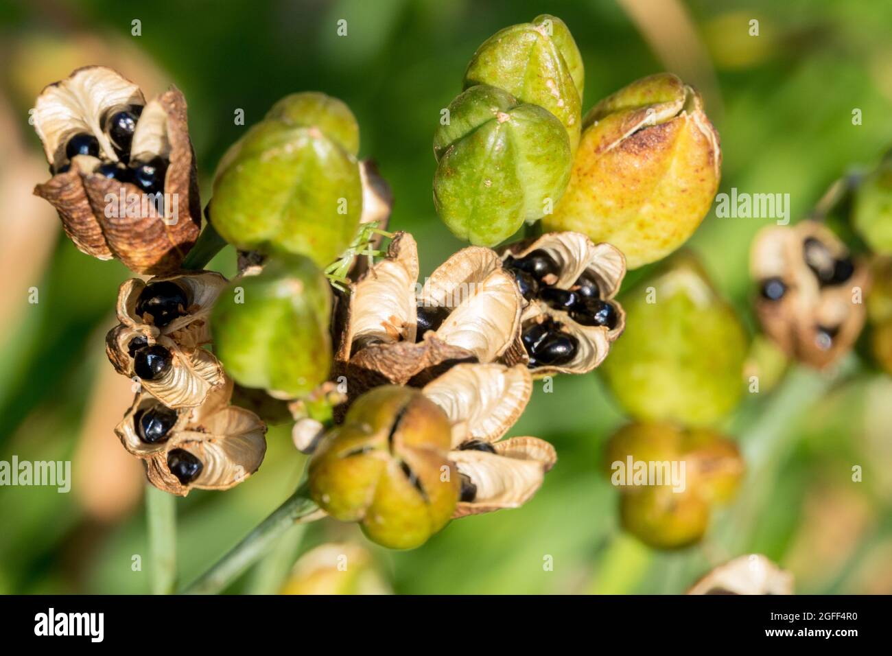 Daylily seeds in opening pods Daylily seed heads Stock Photo Alamy