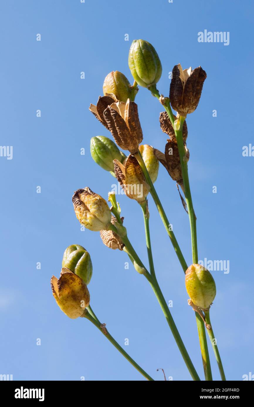 Daylily seeds in opening pods, seed heads Stock Photo Alamy