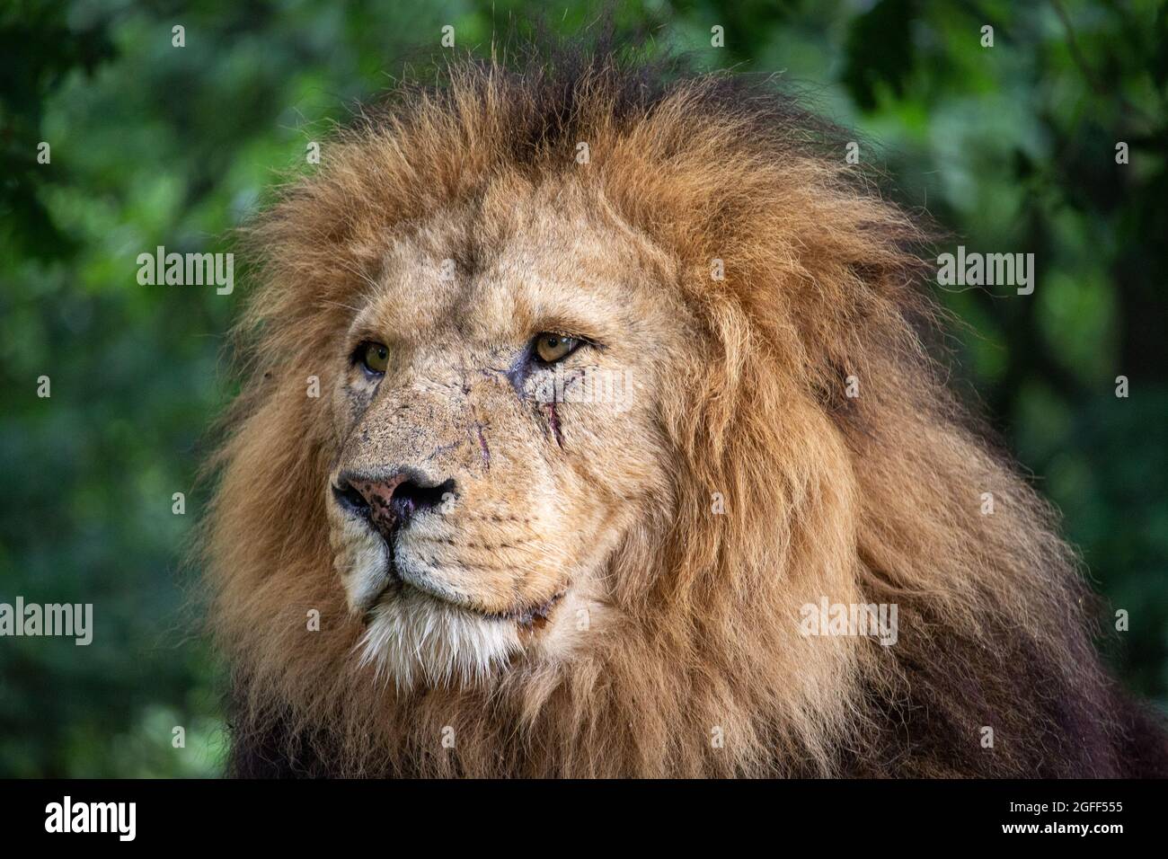 lion Stock Photo
