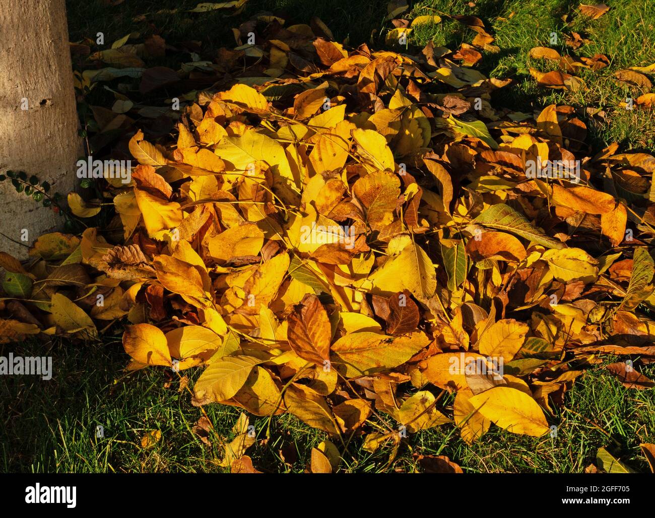 Leaf fall, leaves from the walnut tree in autumn in the evening sun Stock Photo