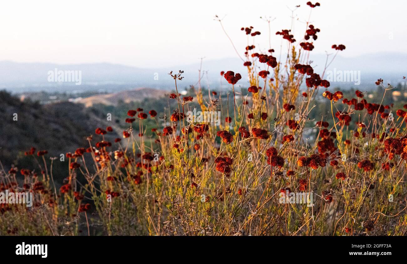 Dry wildflowers along a trail in the Santa Monica Mountains in Woodland