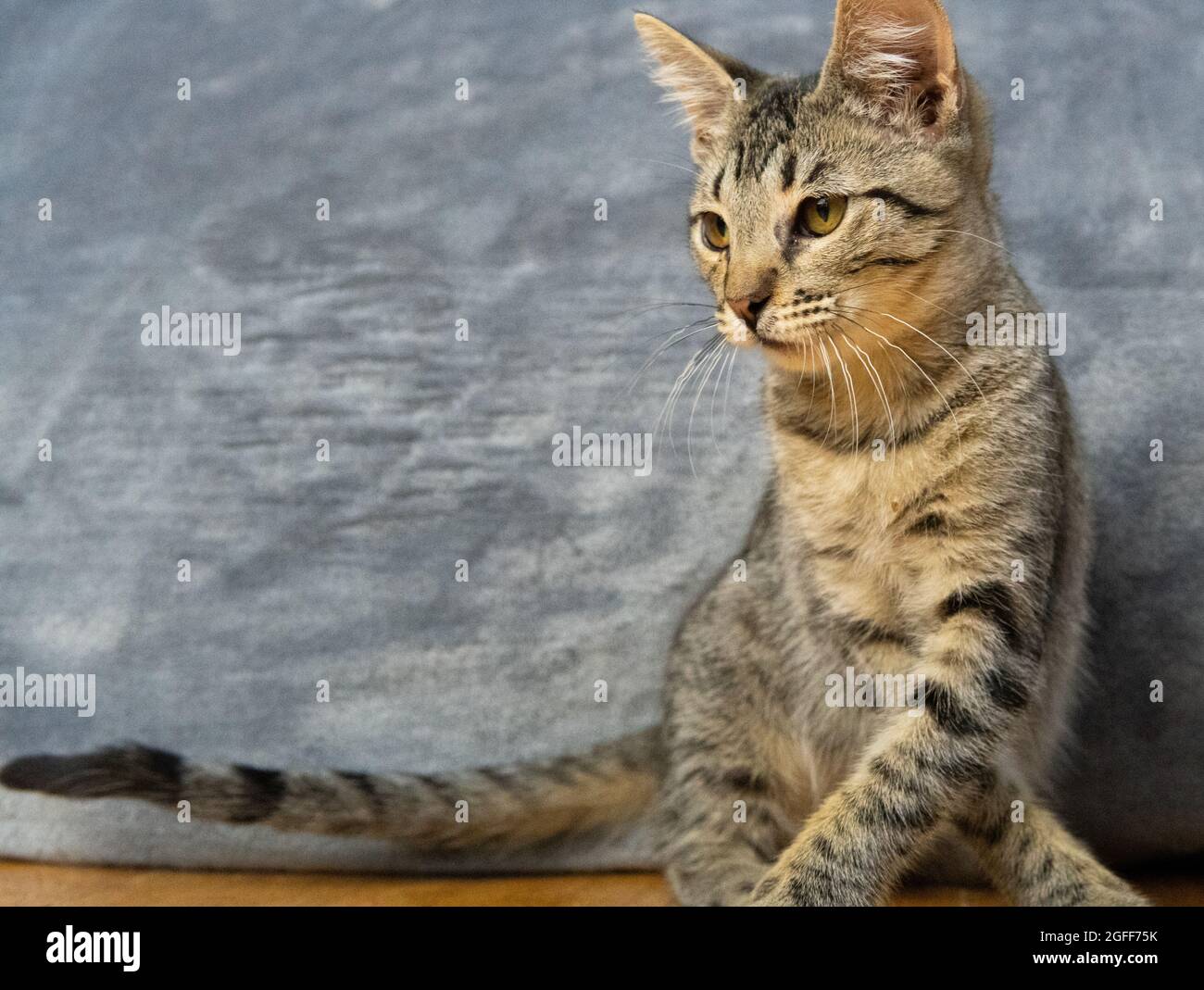 A tabby kitten plays on a hardwood floor Stock Photo - Alamy