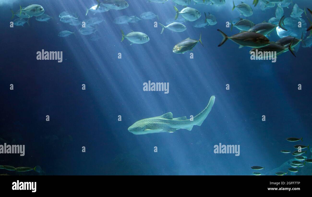 Shark swimming seeing underwater light rays. Aquarium photo. Stock Photo