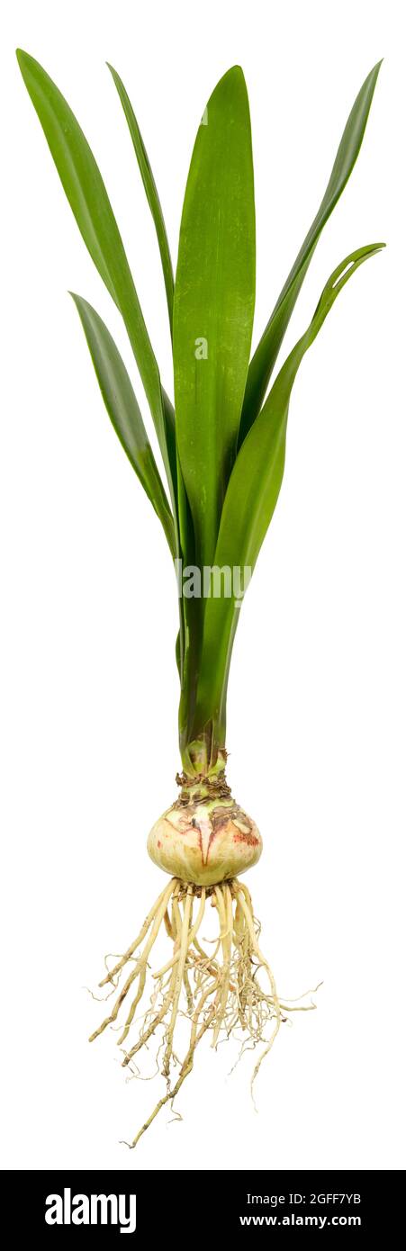 Bulb with leaves and roots isolated on white background. Stock Photo