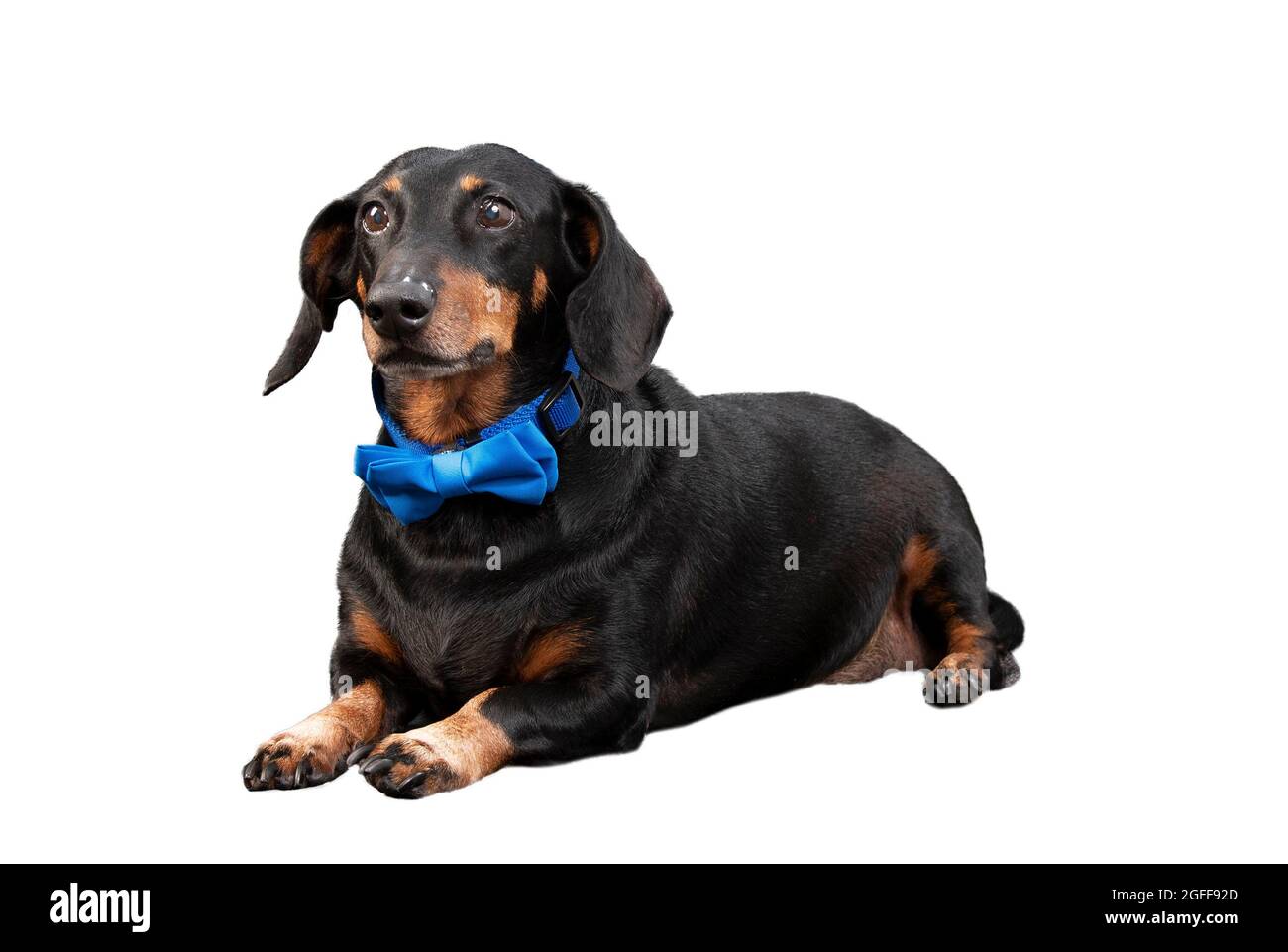 Horizontal shot of a black and red dachshund wearing a blue bow tie isolated on white with copyspace. Stock Photo