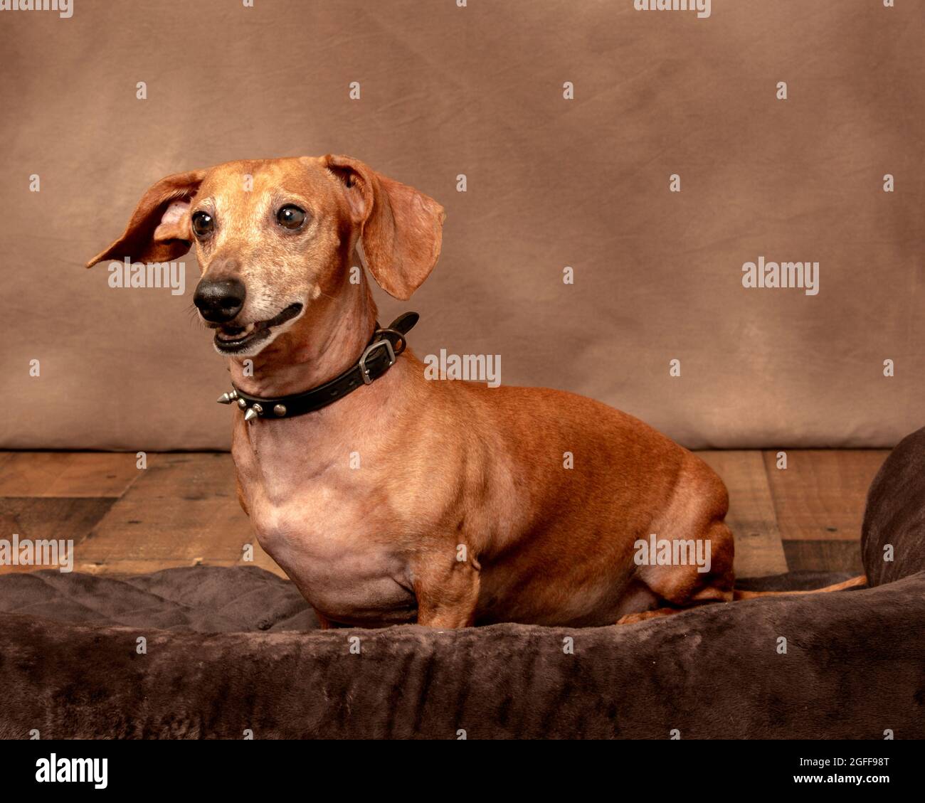 Horizontal shot of a happy red dachshund with copyspace.  Wood like floor and brown textured background. Stock Photo