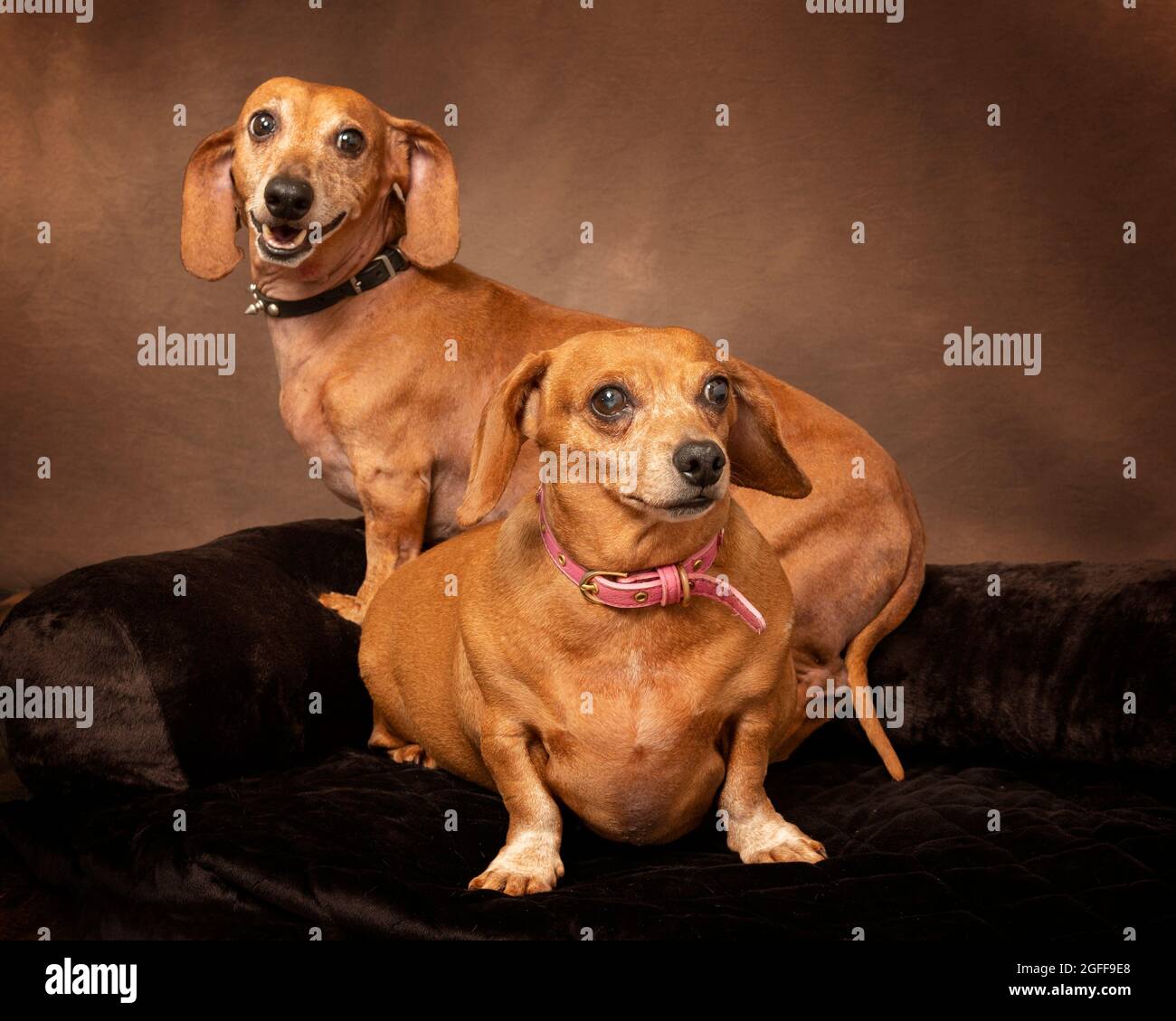 Horizontal shot of two older smooth red dachshunds showing some white against a textured brown background with copyspace. Stock Photo