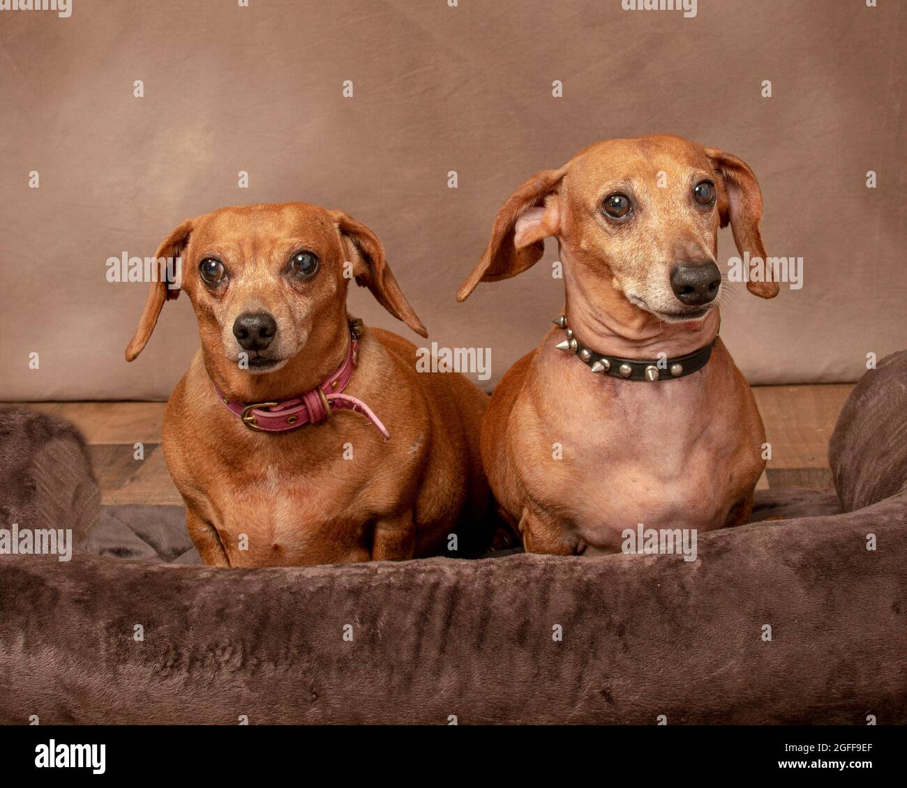 Horizontal shot of two older smooth red dachshunds showing some white with copyspace.  Textured brown background. Stock Photo
