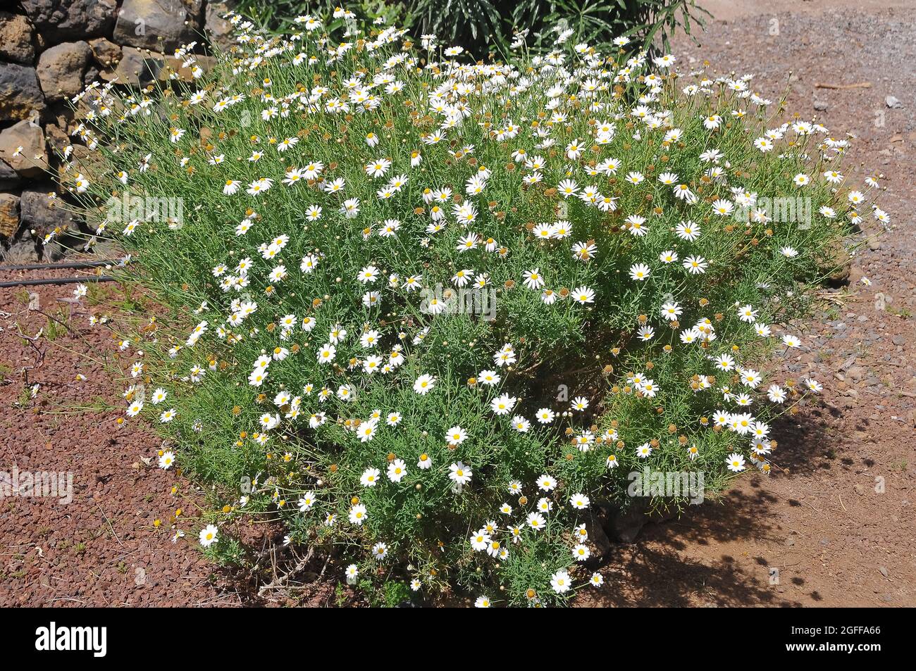 Paris daisy, marguerite or marguerite daisy, Strauchmargerite
