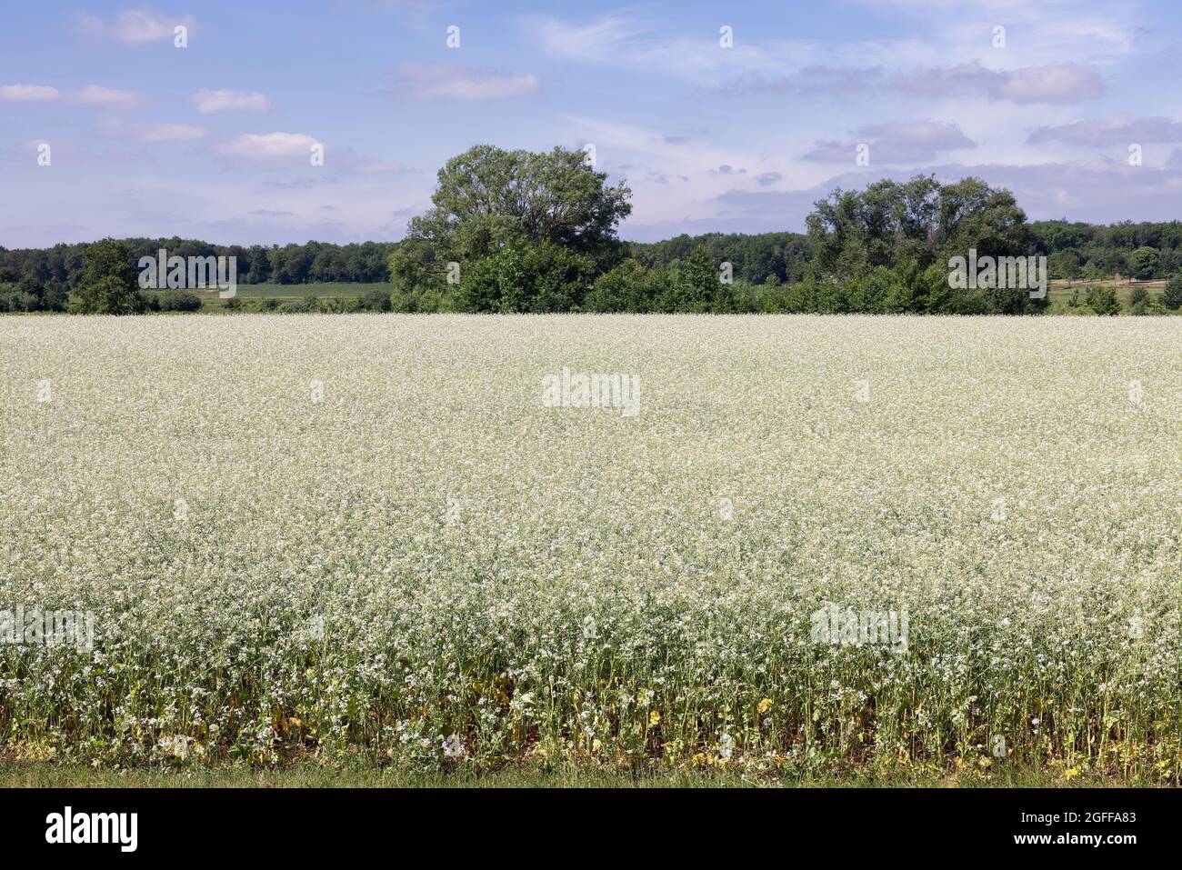 Dutch field in Limburg with blooming cuckoo flowers Stock Photo