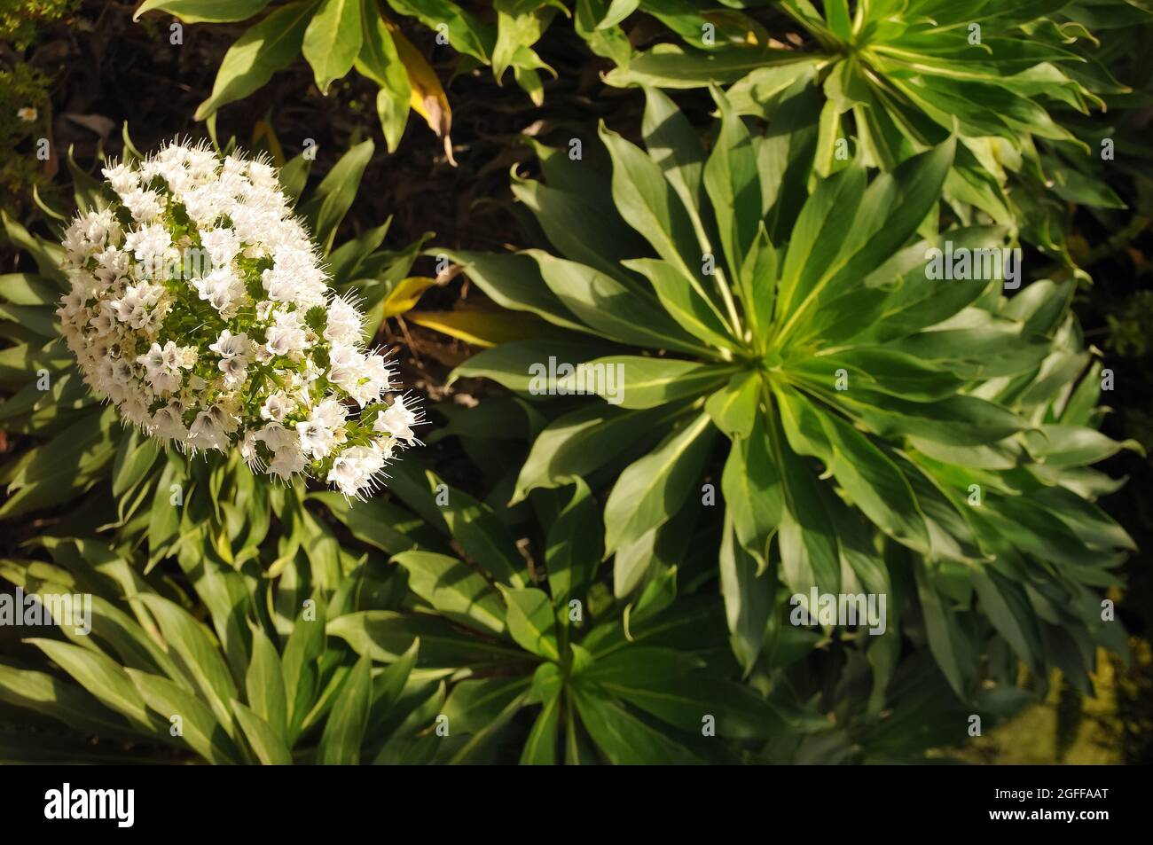 White Bugloss, Echium decaisnei, borágó, Tenerife, Canary Islands, Spain, Endemic species to the Canary Islands. Stock Photo