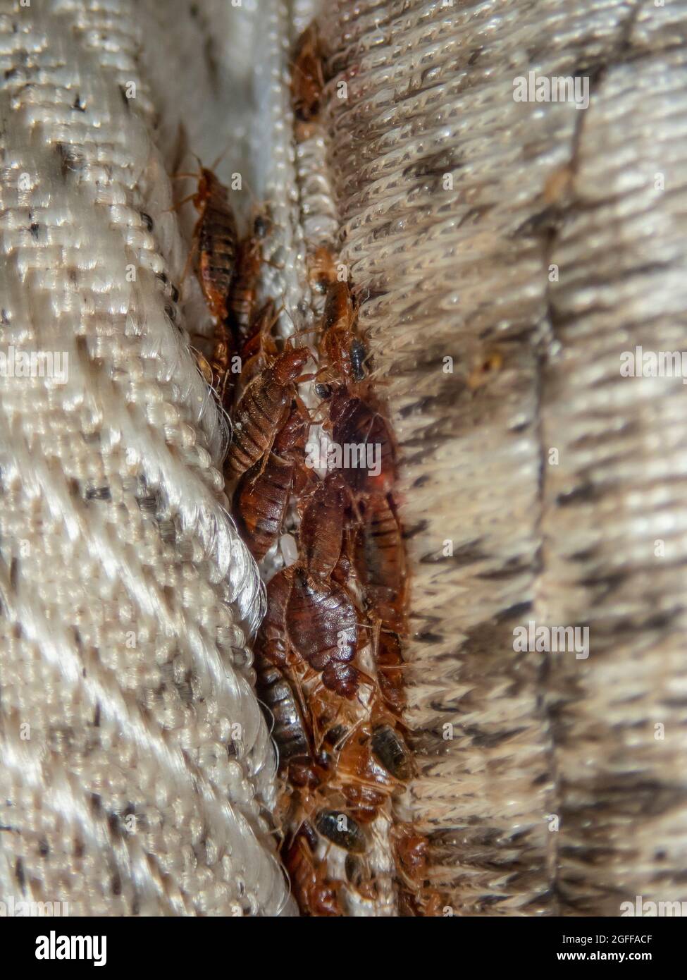 Bed Bugs Eggs On Mattress