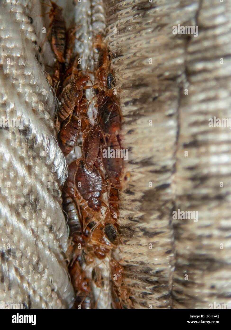 Serious bed bug infestation, bed bugs developed unnoticed on the mattress  in folds and seams Stock Photo - Alamy