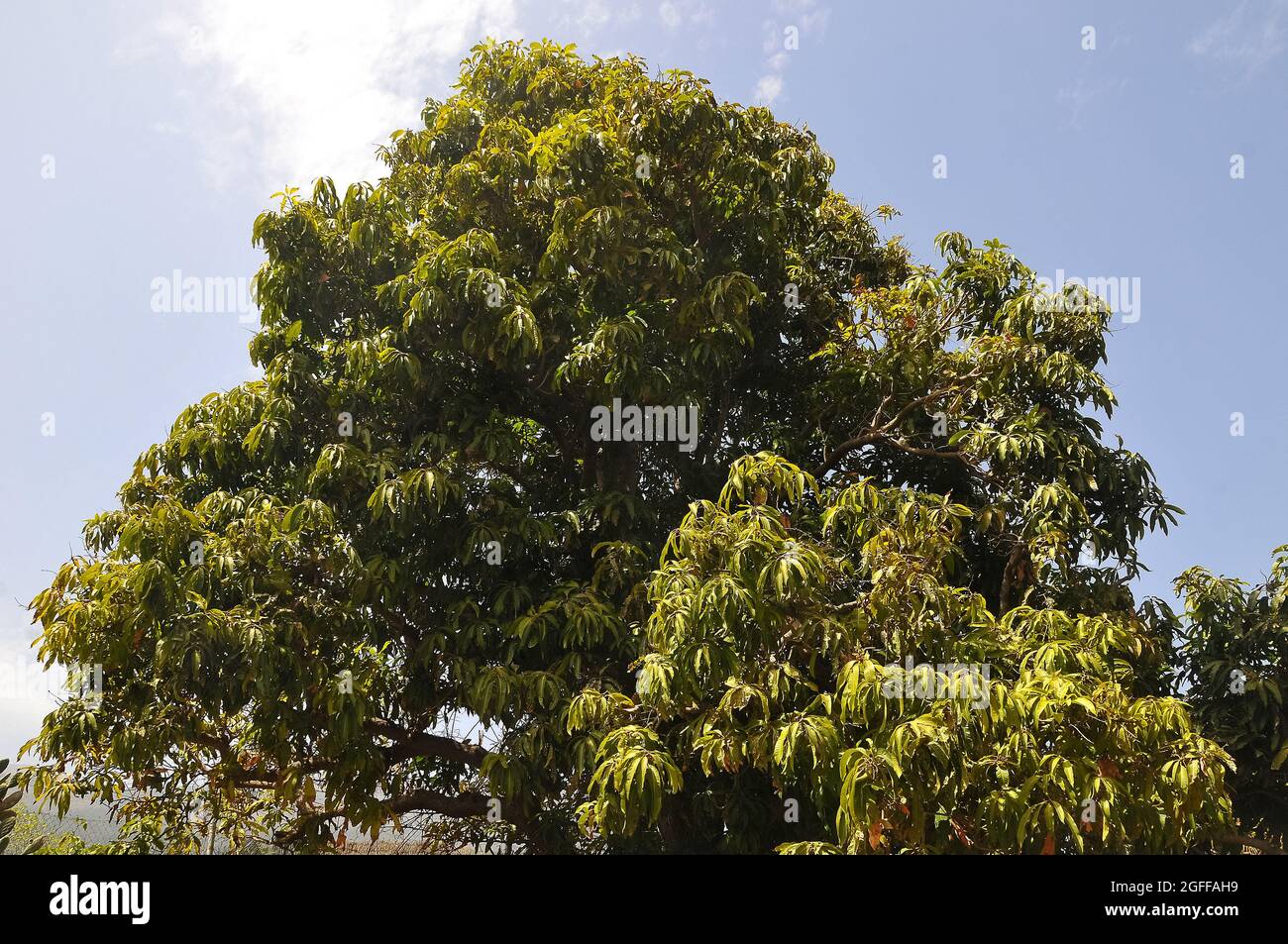 Mango tree, Mangifera indica, mangó, Tenerife, Canary Islands, Spain Stock Photo