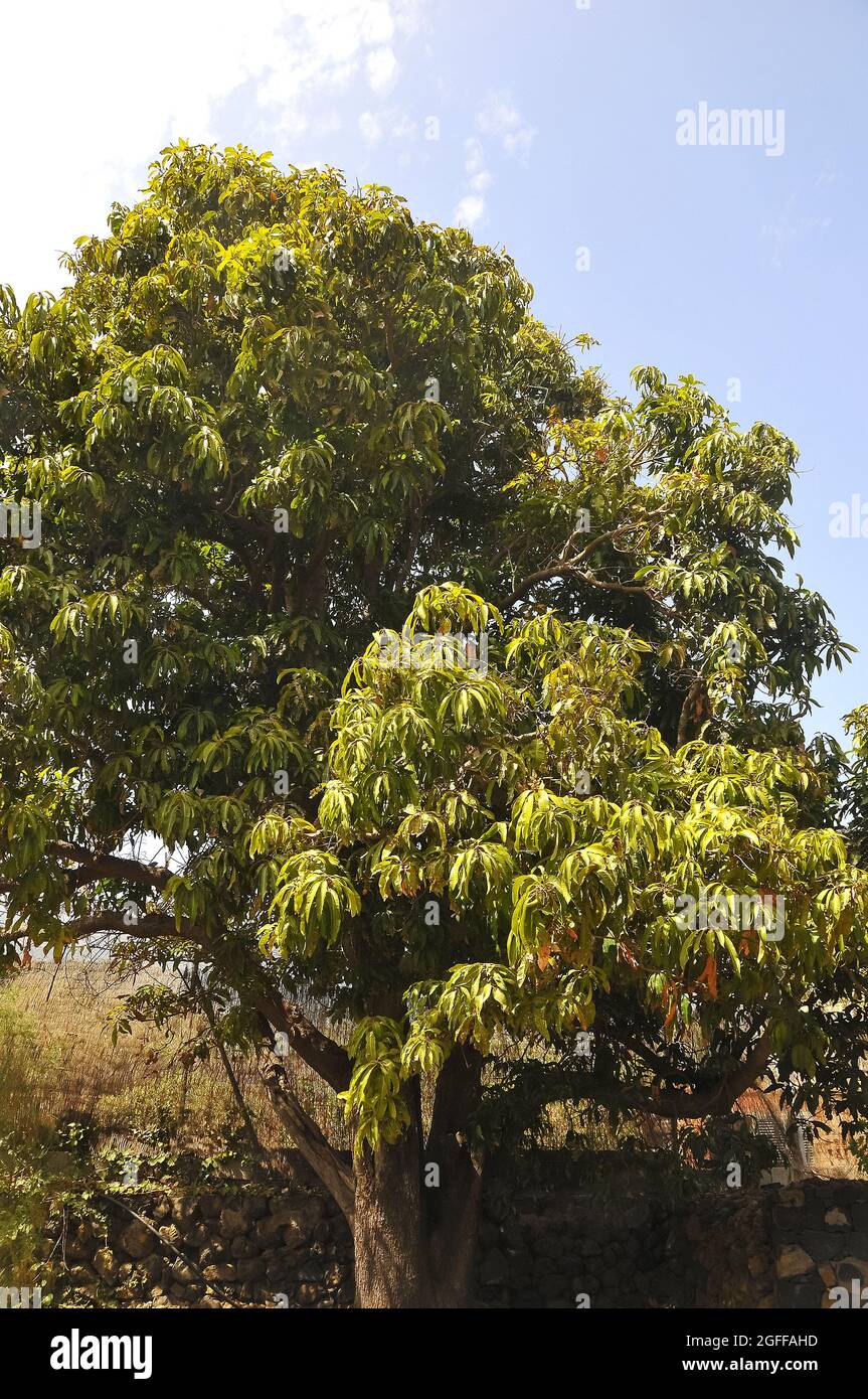 Mango tree, Mangifera indica, mangó, Tenerife, Canary Islands, Spain Stock Photo