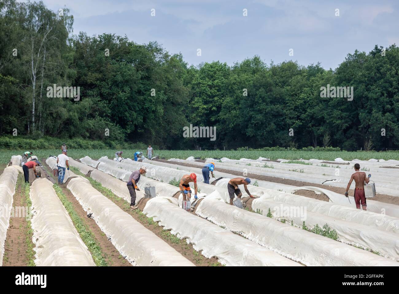 Lottum, The Netherlands June 19, 2021 Asparagus cultivation with