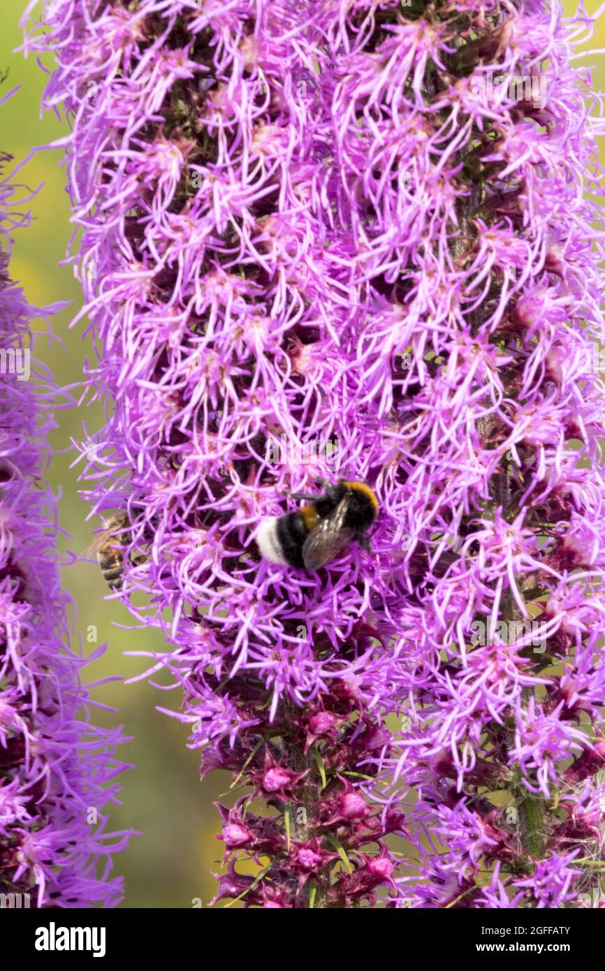 Bumblebee on Grassleaf Gayfeather Liatris pilosa, Liatris graminifolia Stock Photo