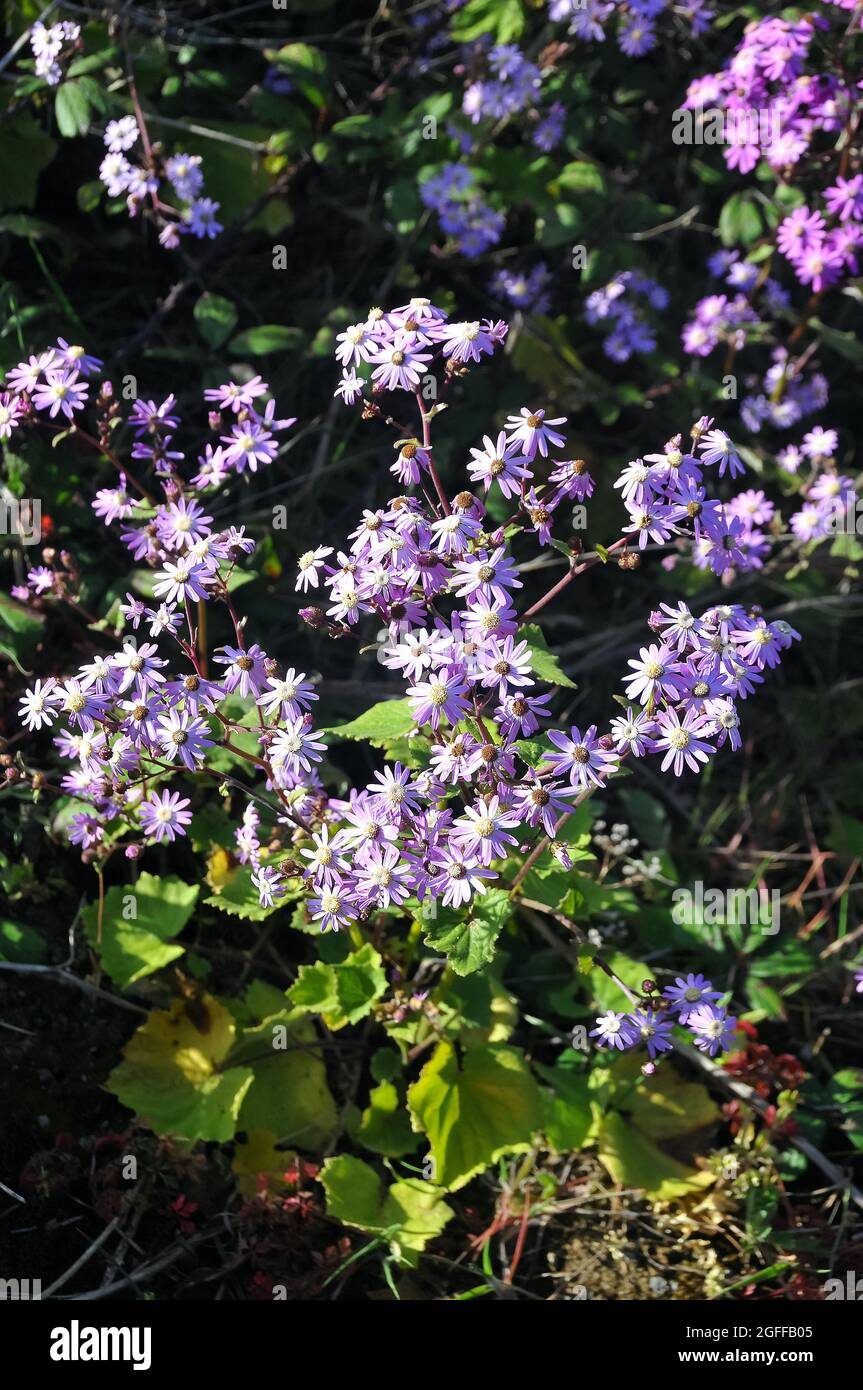 Wild Cineraria, Pericallis cruenta, Tenerife, Canary Islands, Spain Stock Photo