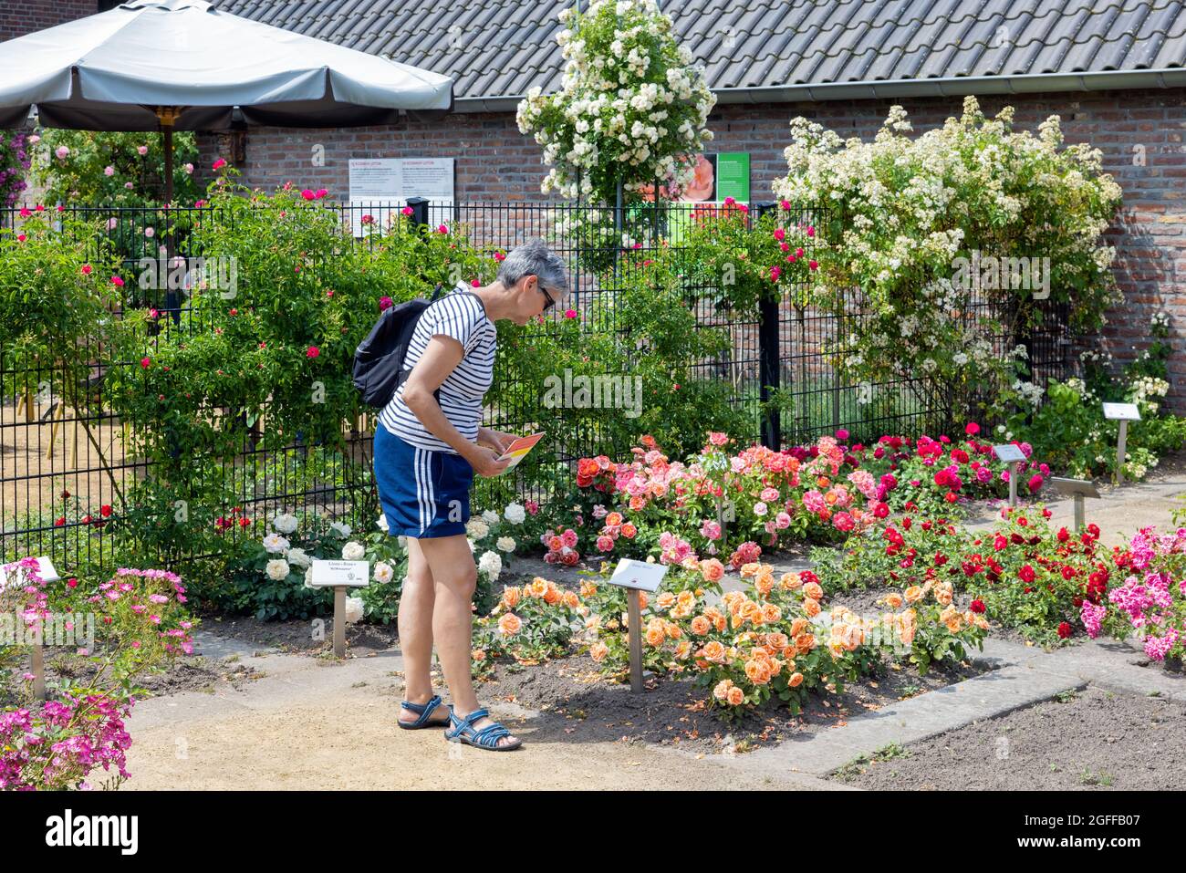 Lottum, The Netherlands - June 19, 2021: Woman wondering beautiful roses in public garden Stock Photo