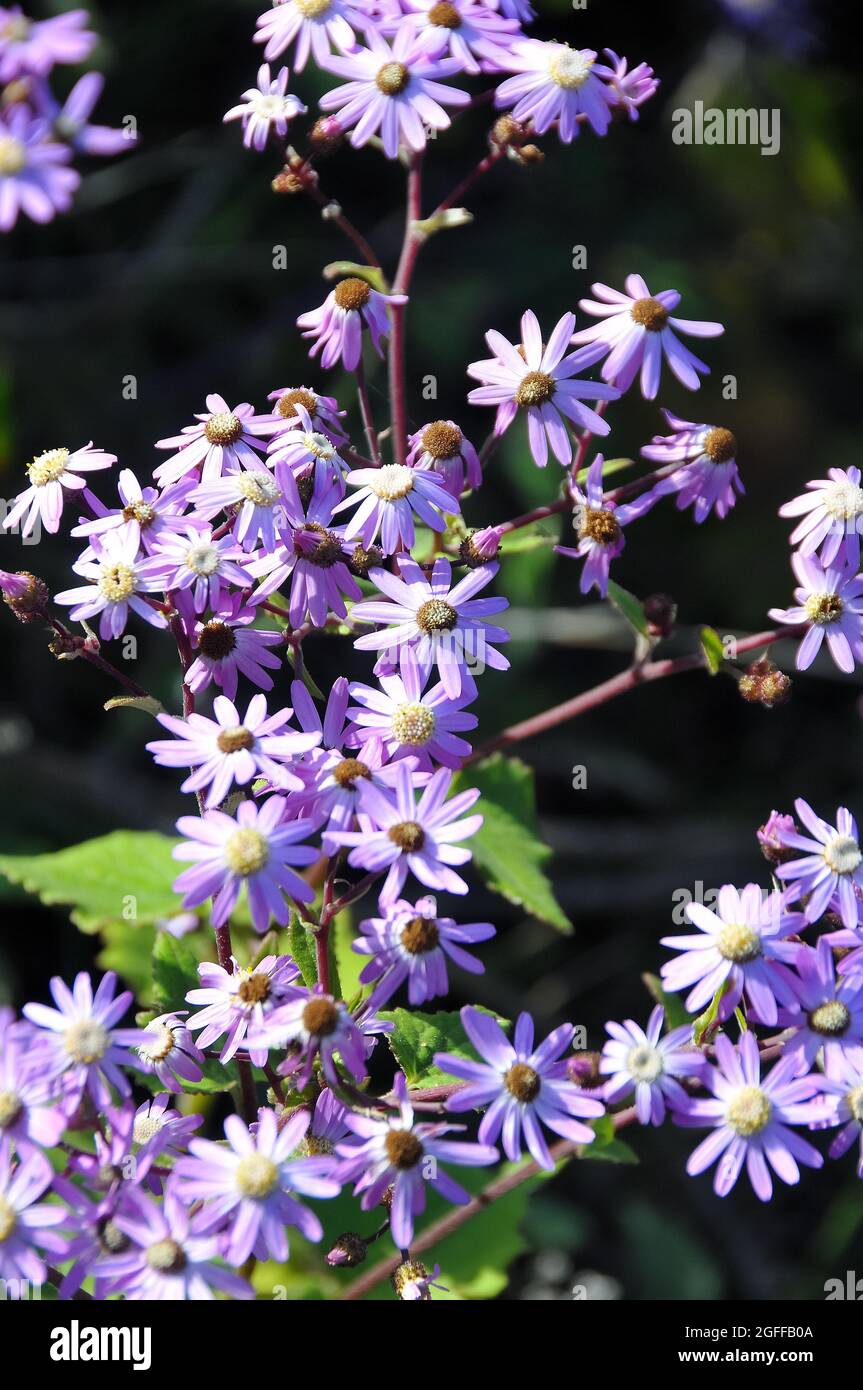 Wild Cineraria, Pericallis cruenta, Tenerife, Canary Islands, Spain Stock Photo