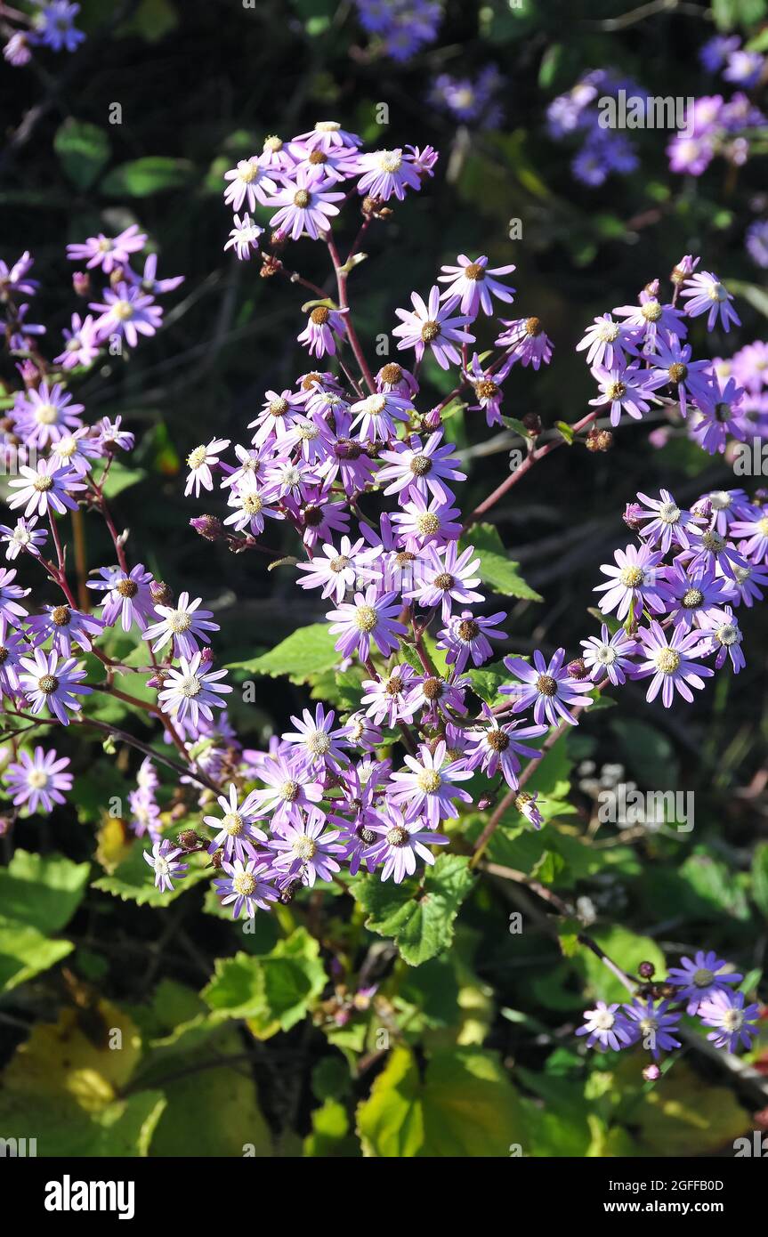 Wild Cineraria, Pericallis cruenta, Tenerife, Canary Islands, Spain Stock Photo