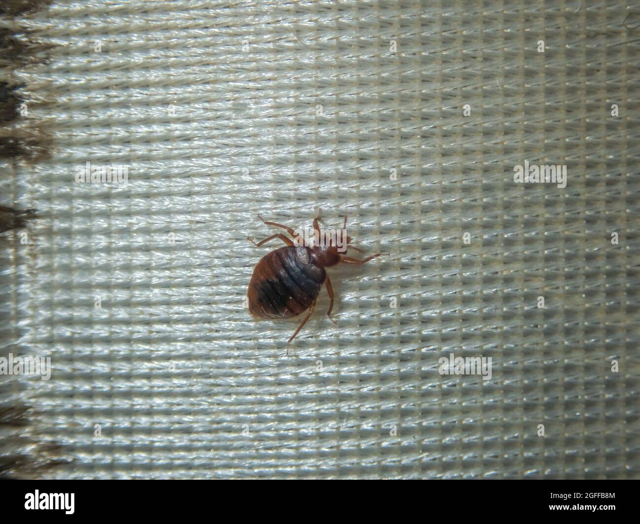 Infection with bed bugs, bugs are invisible on the mattress. Adults are