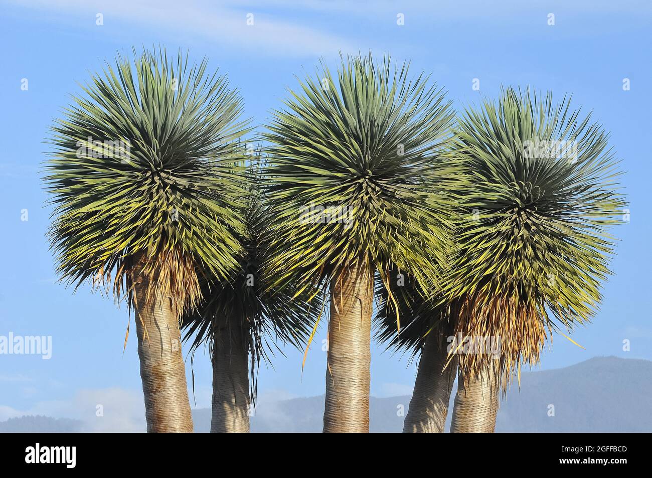 Canary Islands dragon tree or drago, Kanarischer Drachenbaum, Dracaena draco, kanári sárkányfa, Tenerife, Canary Islands, Spain Stock Photo