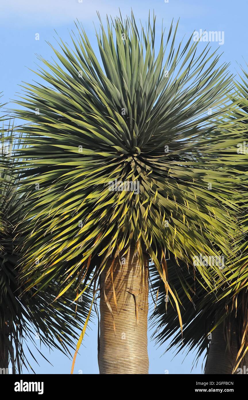 Canary Islands dragon tree or drago, Kanarischer Drachenbaum, Dracaena draco, kanári sárkányfa, Tenerife, Canary Islands, Spain Stock Photo