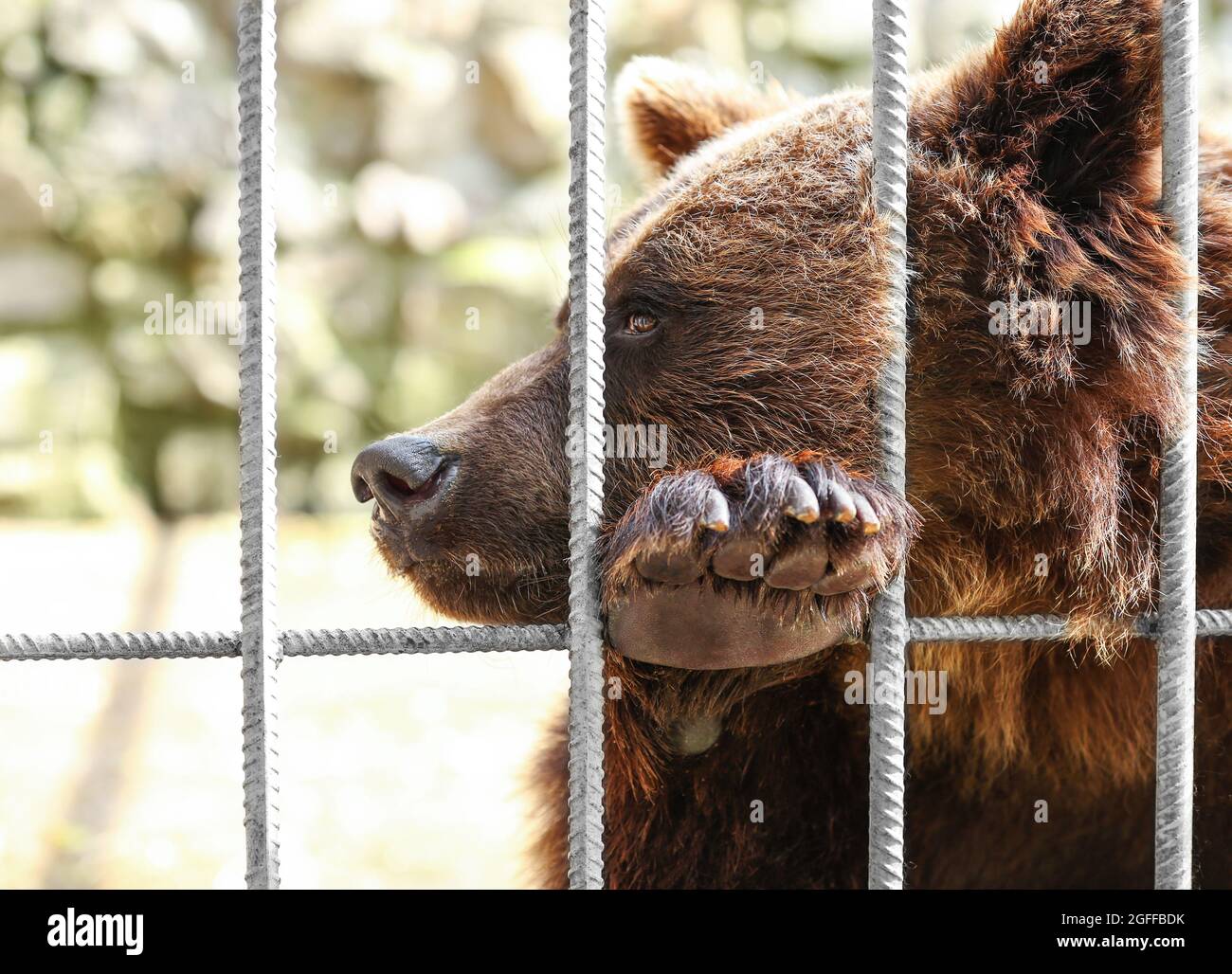 Bear in the cage, closeup Stock Photo - Alamy