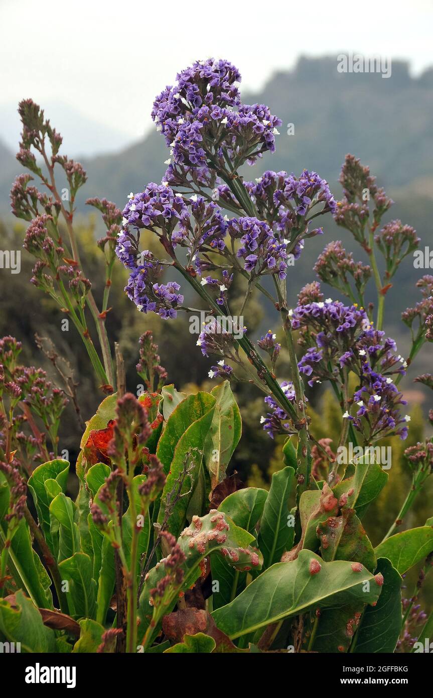 sea-lavender, statice, caspia or marsh-rosemary, Strandflieder, Meerlavendel, Limonium sp., sóvirág, Tenerife, Canary Islands, Spain Stock Photo