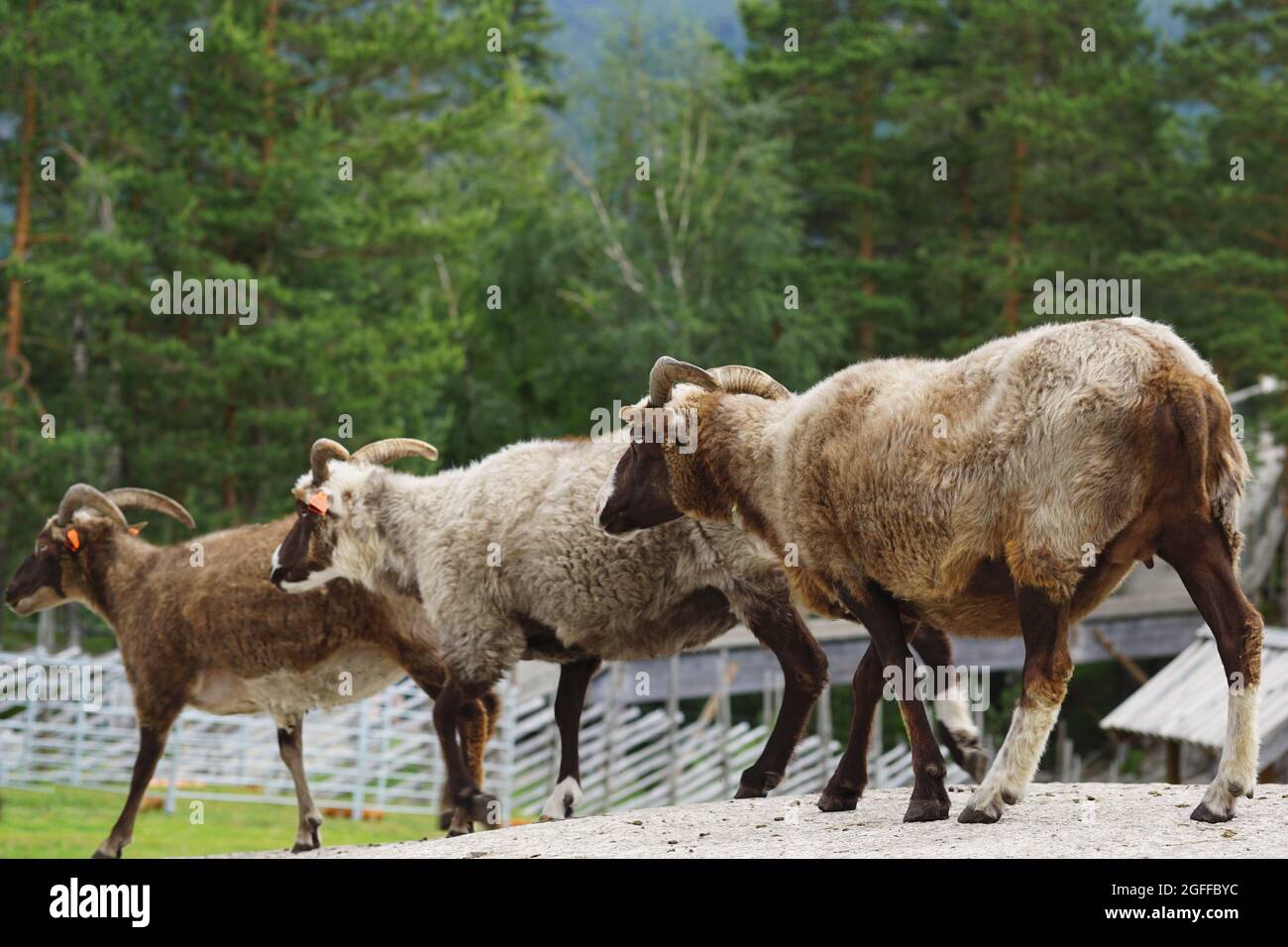 Three Sheeps walking in line Stock Photo