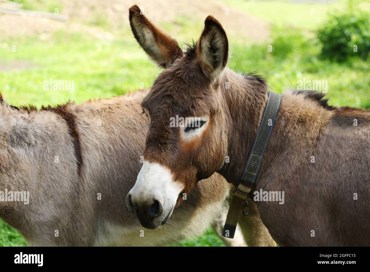Donkeys on green grass background Stock Photo - Alamy