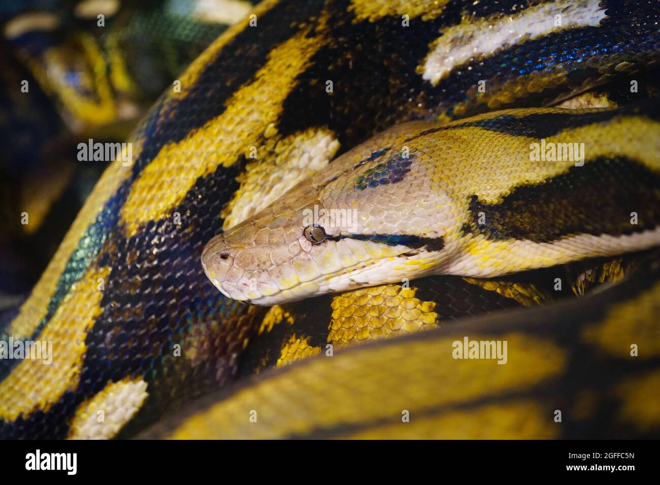 Reticulated python malayopython reticulatus hires stock photography