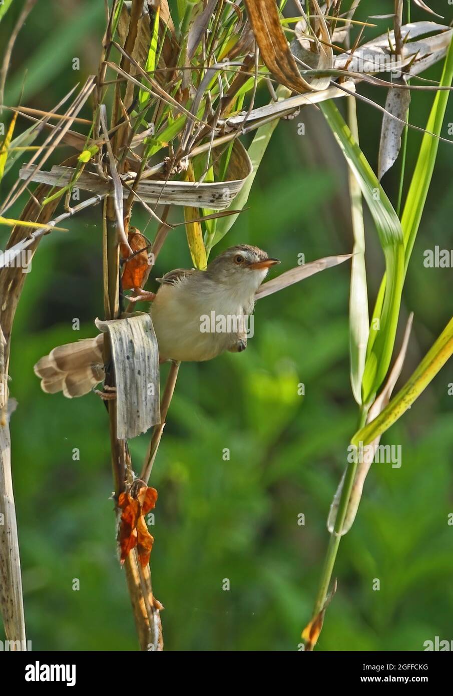 Plain Prinia (Prinia inornata herberti) adult perched on reed Kaeng Krachan, Thailand               November Stock Photo