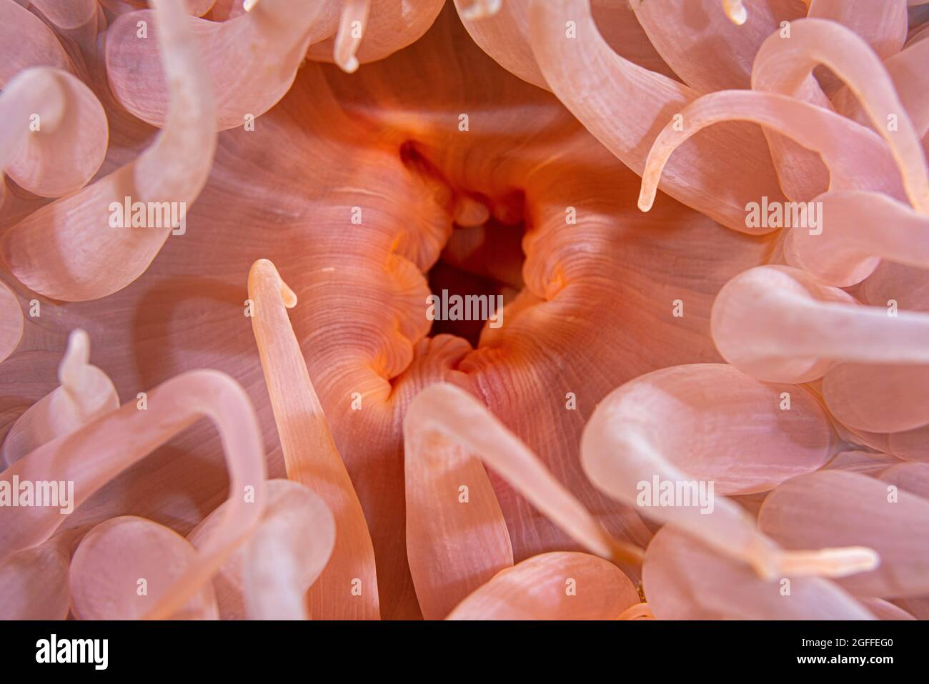 Deeplet sea anemone, Bolocera tuediae Stock Photo