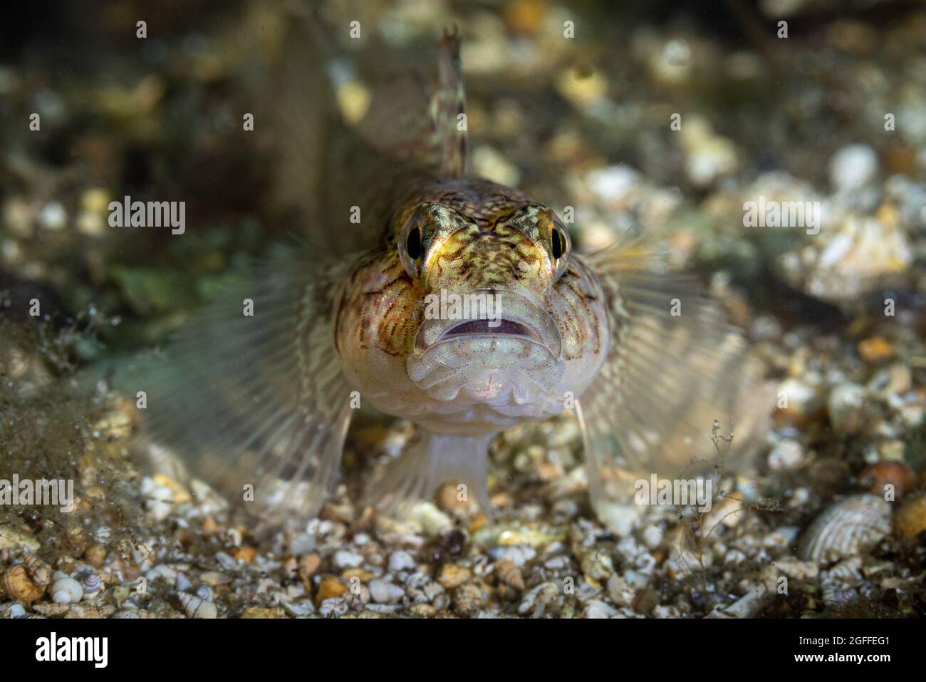 Black goby resting on a sandy bottom at 4 meters depth Stock Photo