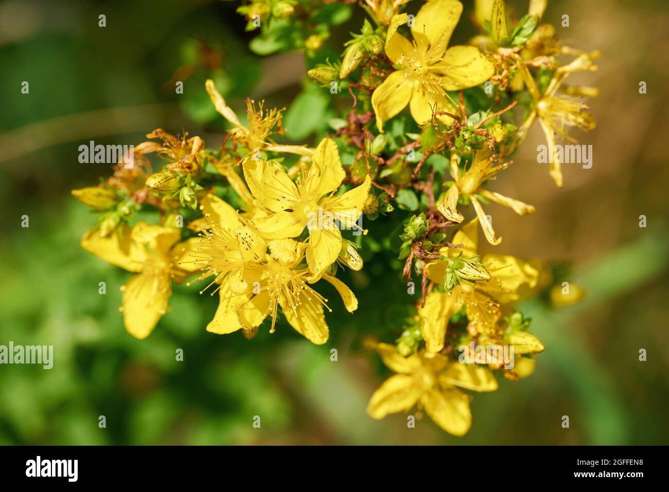 flowering St. John's wort (Hypericum perforatum), a popular herb in