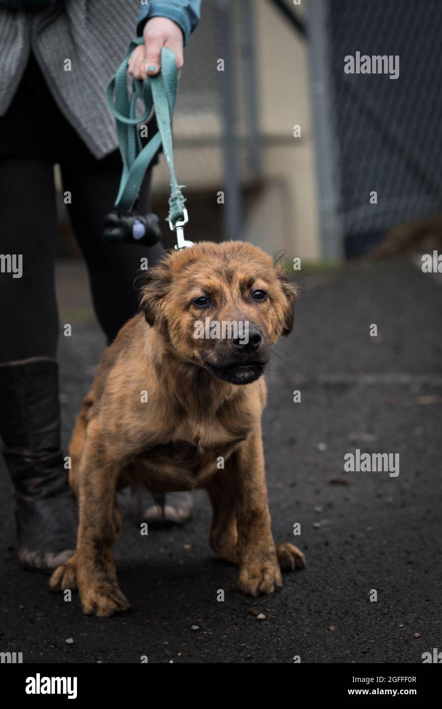 Dog pulling on leash outside in portrait orientation Stock Photo Alamy