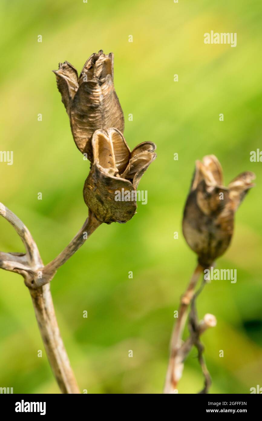 Hemerocallis seed pods Daylily Stock Photo