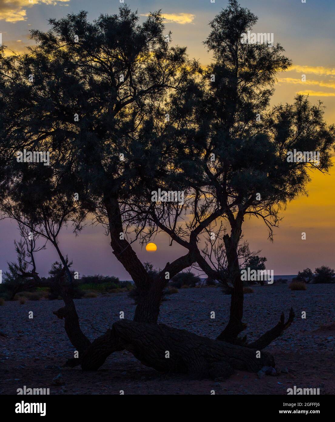 Silhouette of a tree at sunset with the beautiful colors of the sky ...
