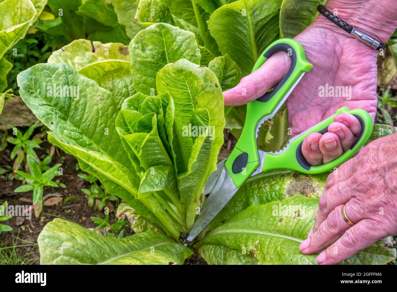 Woman harvesting a Cut & Come Again lettuce, Lactuca sativa. Stock Photo