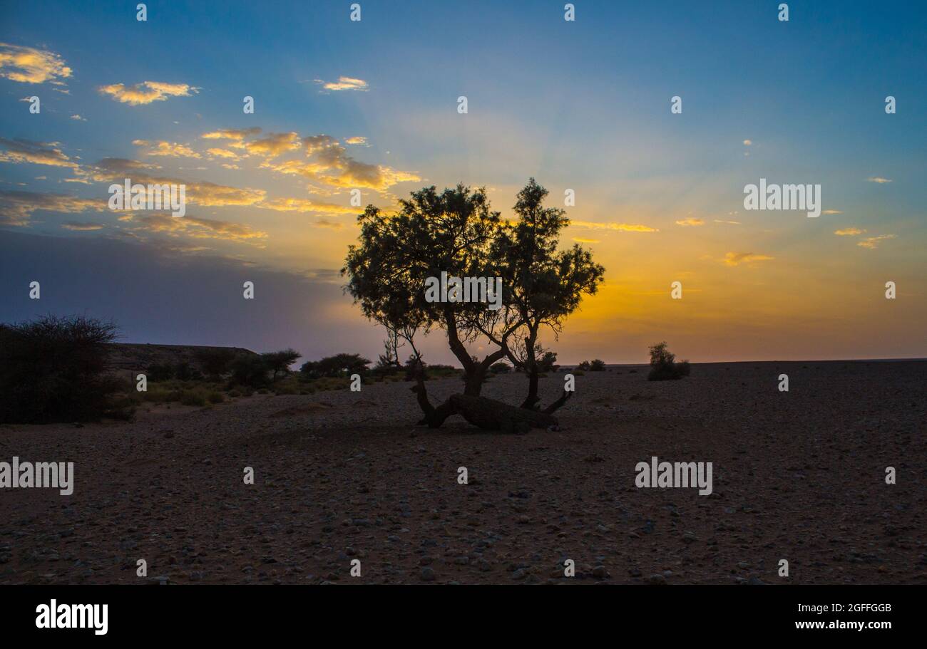 Silhouette of a tree at sunset with the beautiful colors of the sky ...