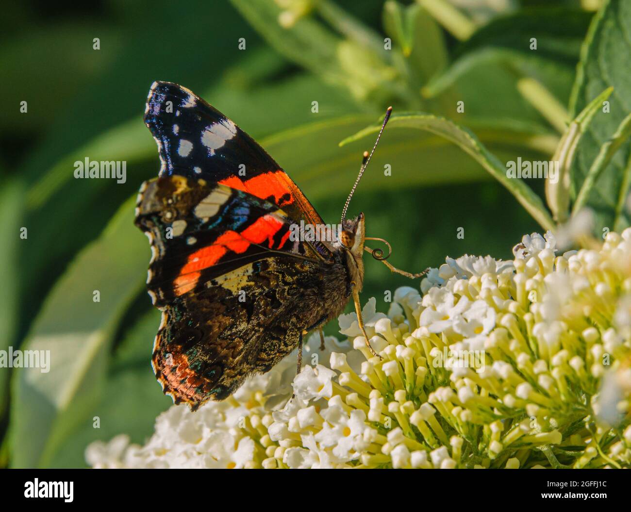 close up of a Red Admiral butterfly (Vanessa atalanta) feeding on a buddleja davidii (white profusion) butterfly bush, Wiltshire UK Stock Photo